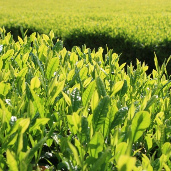 画像6: 【新茶／数量限定】茶月の涙  極上　80g (6)