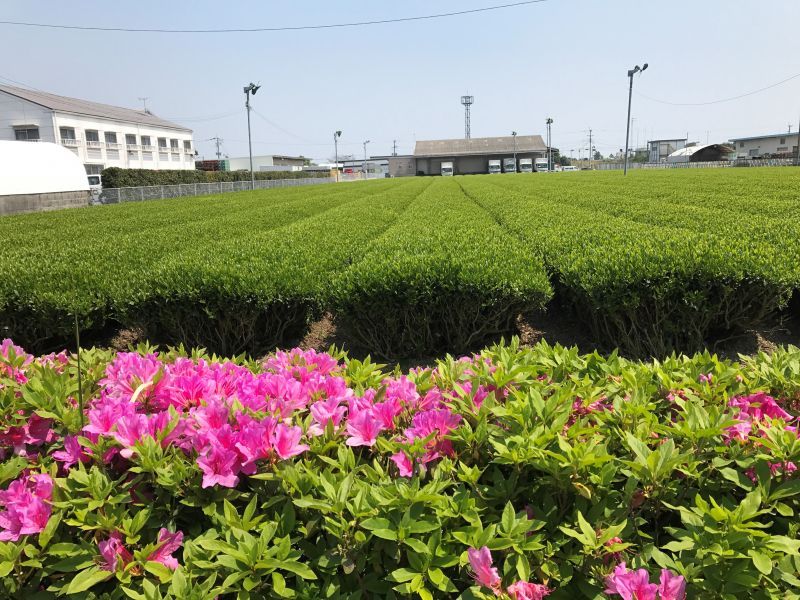 新茶が出来ました