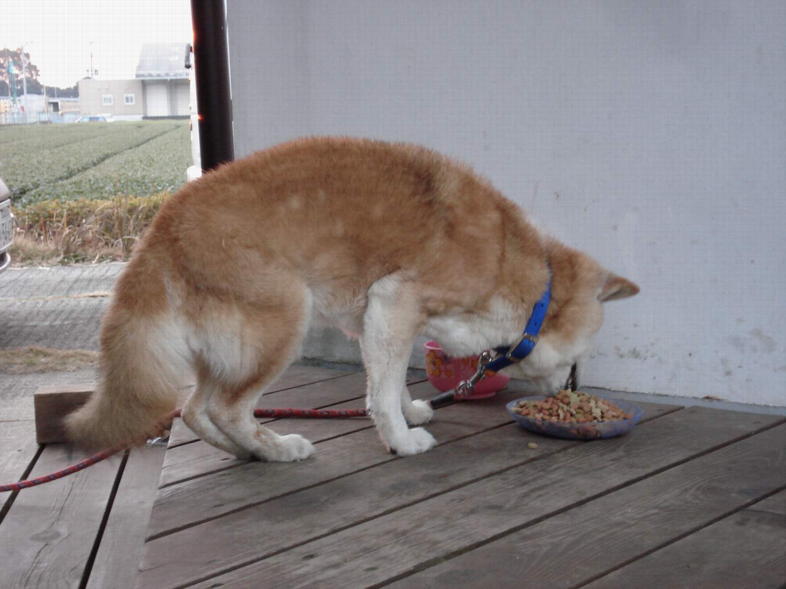 愛犬のシンノスケ