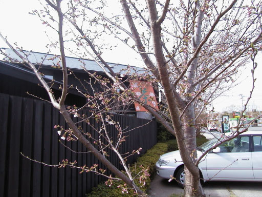 桜の花が３部咲きです
